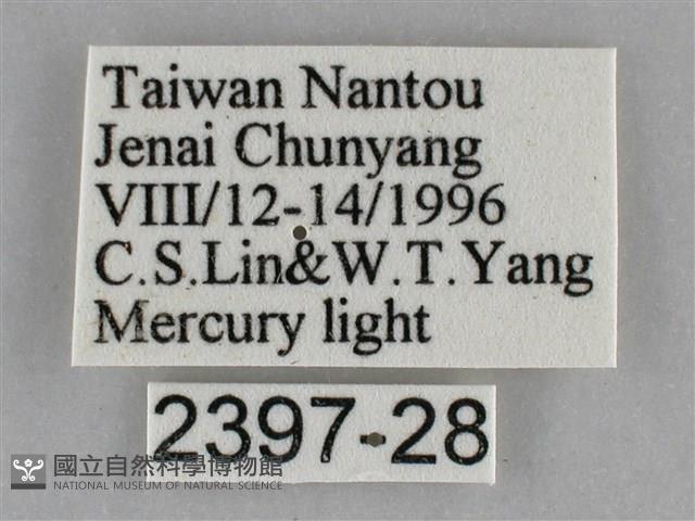 後紅斜線天蛾藏品圖，第3張