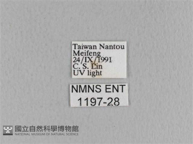 黃斑枯葉蛾藏品圖，第3張