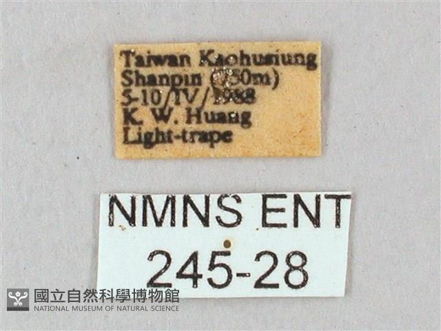 白點天蛾 藏品圖，第3張