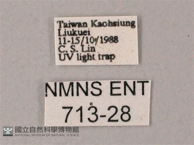 直翅斜紋天蛾藏品圖，第3張