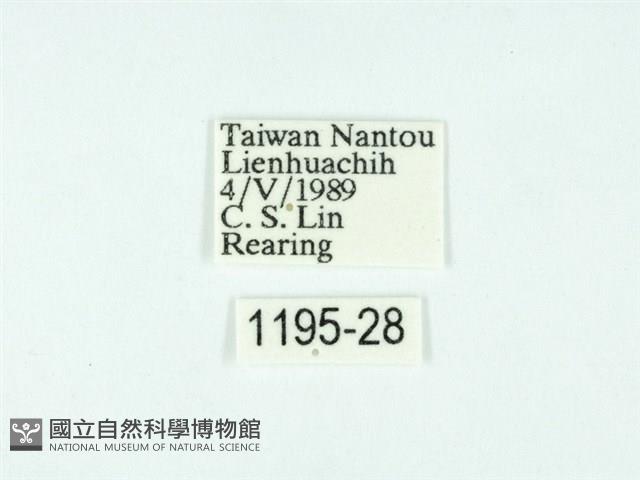 黃肩奇蛾藏品圖，第3張