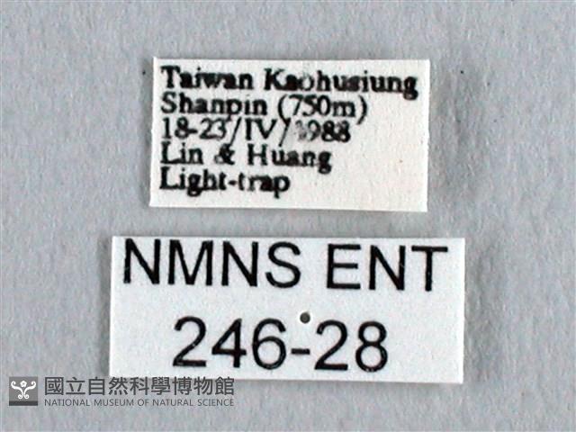 長尾水青蛾藏品圖，第3張