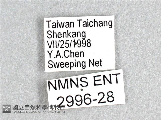 花鳳蝶、無尾鳳蝶藏品圖，第3張