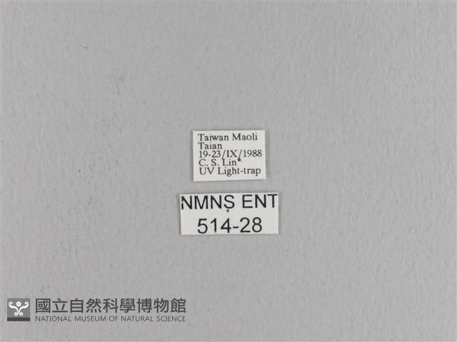 松大毛蟲藏品圖，第3張