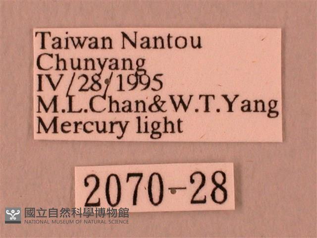 栗六點天蛾藏品圖，第3張