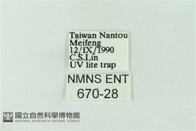 臺雪苔蛾藏品圖，第3張