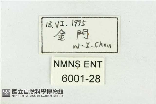 藍點紫斑蝶藏品圖，第3張