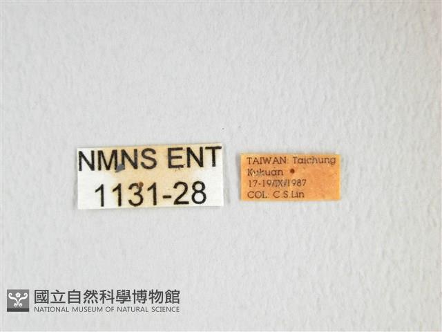 雙黑目天蠶蛾藏品圖，第3張