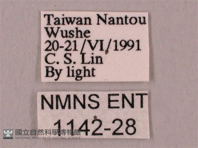 桃紅六點天蛾藏品圖，第3張