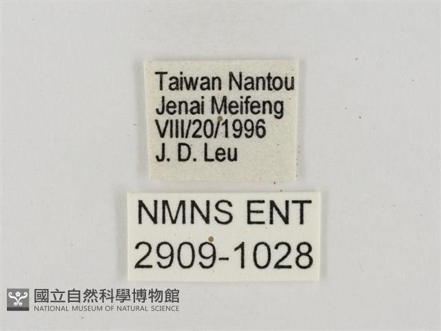 奇萊禪弄蝶藏品圖，第3張