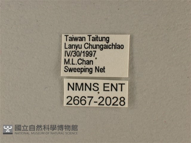 大白斑蝶藏品圖，第3張