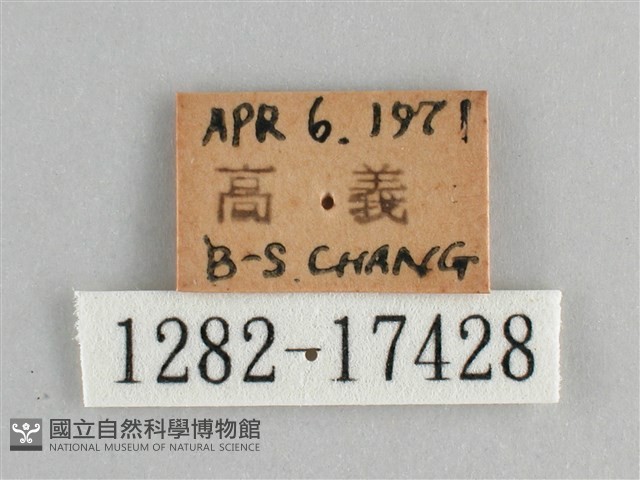 斐豹蛺蝶藏品圖，第3張