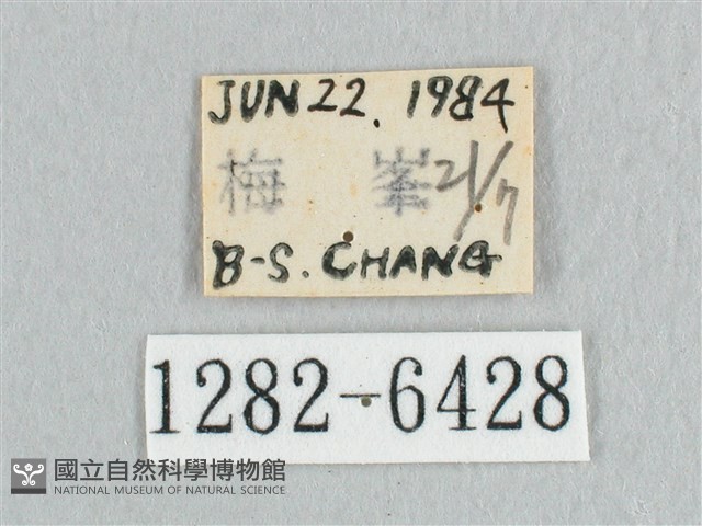 銀端帶鉤蛾藏品圖，第3張