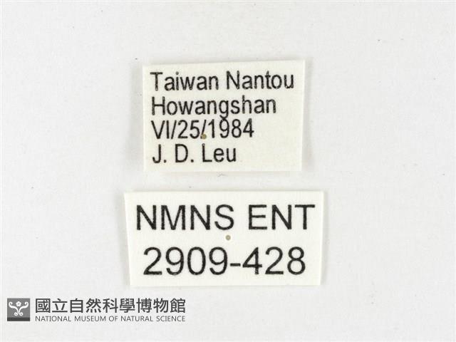 條斑豔粉蝶藏品圖，第3張