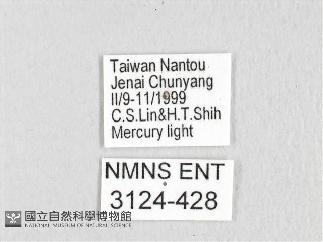 銀肩枯葉蛾藏品圖，第3張