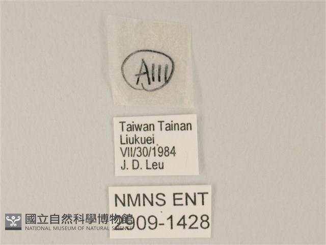 靛色琉灰蝶藏品圖，第3張