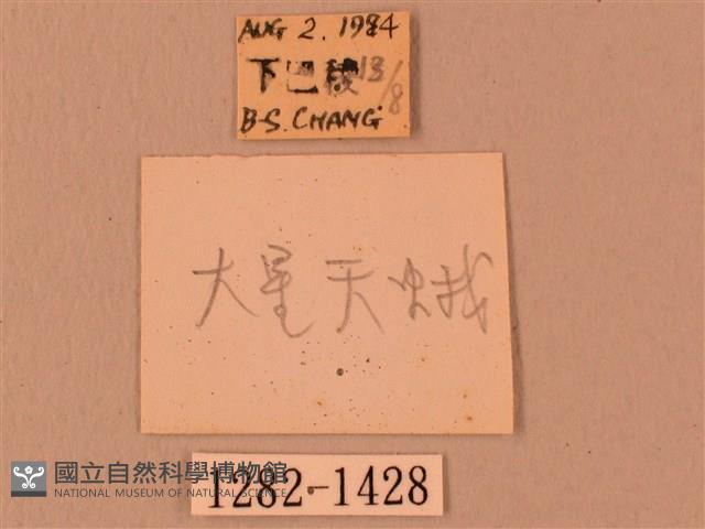 白星天蛾藏品圖，第3張