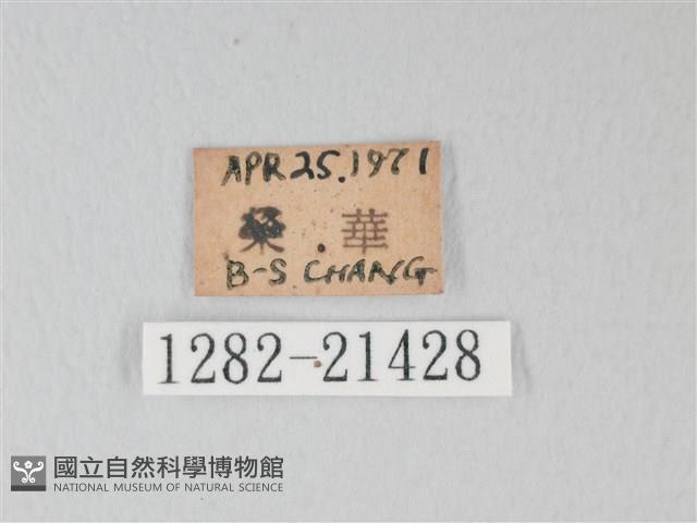 綠灰蝶埔里亞種藏品圖，第3張