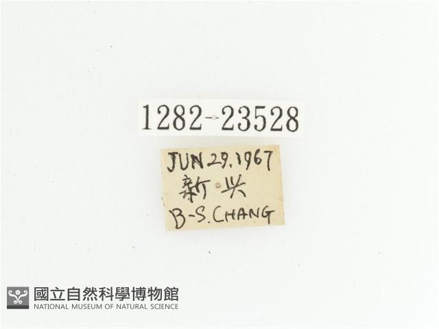 黃斑陷紋金龜藏品圖，第2張