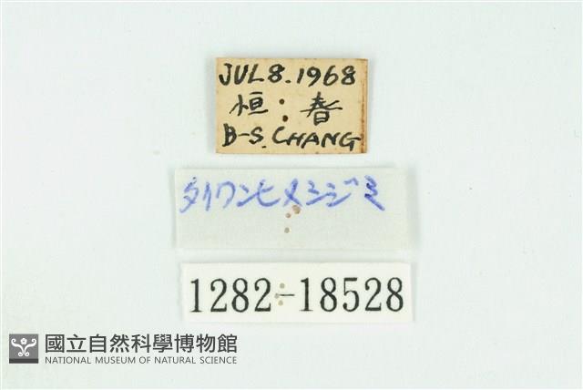 東方晶灰蝶藏品圖，第3張