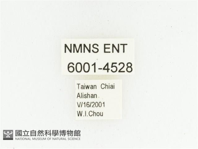 巴蘭陷紋金龜藏品圖，第2張