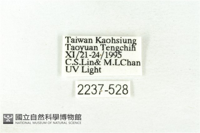樹形尺蛾藏品圖，第3張