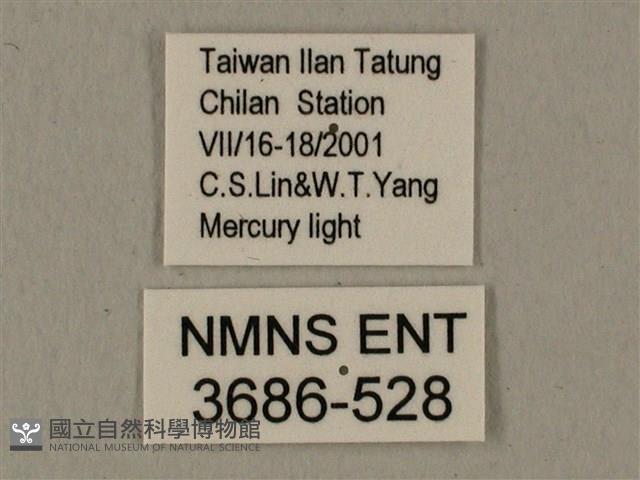 半緣缺角天蛾藏品圖，第3張