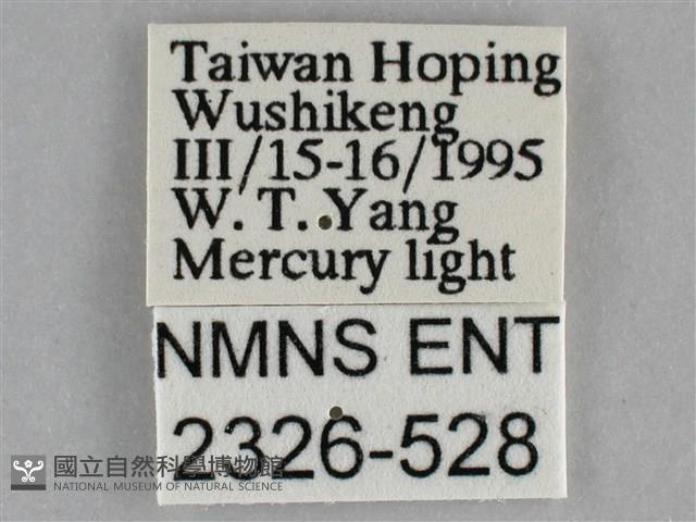 澄線尺蛾藏品圖，第3張