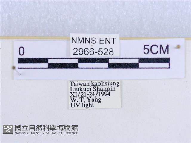 閃光苔蛾藏品圖，第3張