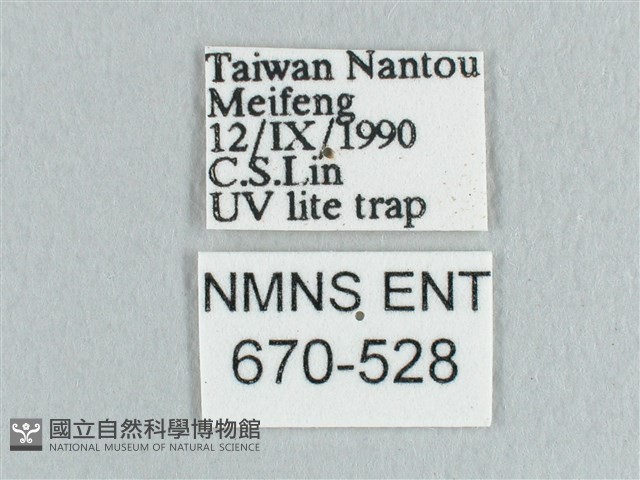 銀端帶鉤蛾藏品圖，第3張