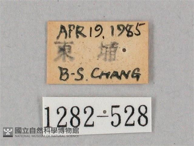 盾天蛾藏品圖，第3張