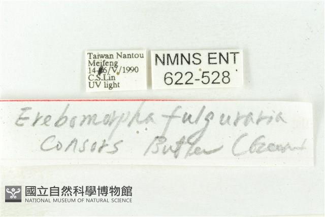 樹形尺蛾藏品圖，第3張