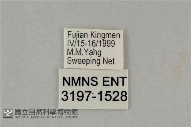 藍灰蝶沖繩亞種藏品圖，第3張