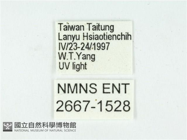 叉紋閃舞蛾藏品圖，第3張