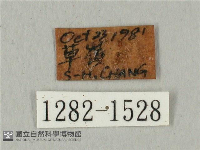 蝦殼天蛾藏品圖，第3張