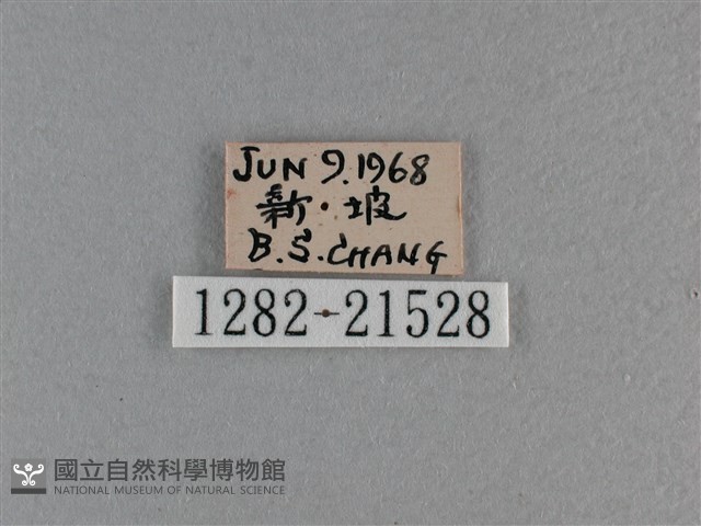 竹橙斑弄蝶藏品圖，第3張