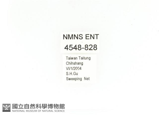 金艷騷金龜藏品圖，第2張