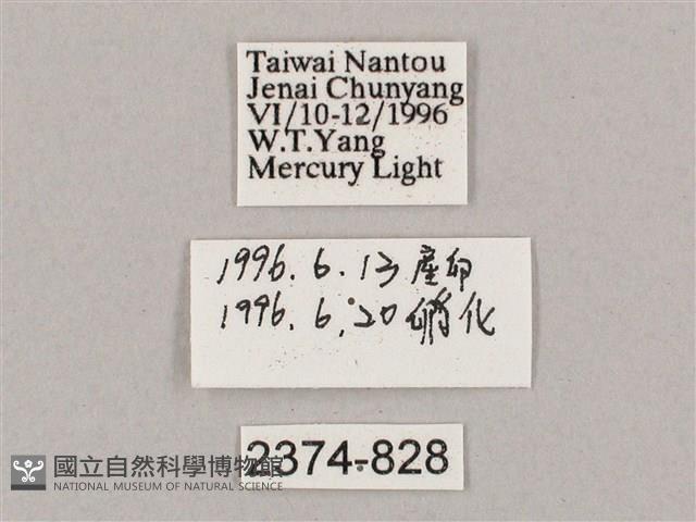 盾天蛾藏品圖，第3張