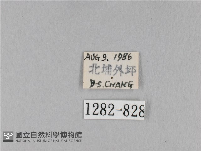馬尾松枯葉蛾藏品圖，第3張