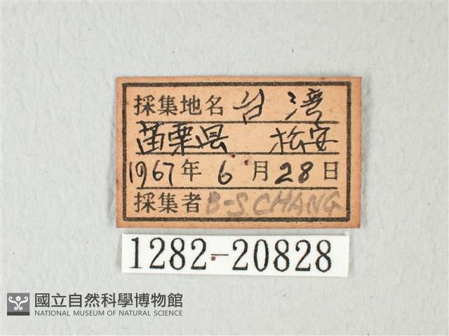 琉璃灰蝶藏品圖，第3張