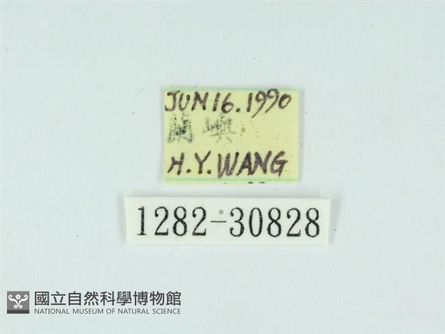 琉球雲紋網蛾藏品圖，第3張