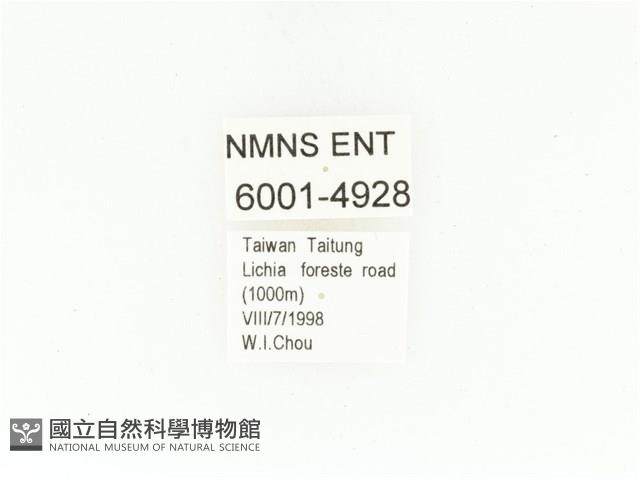 藍艷白點花金龜藏品圖，第2張