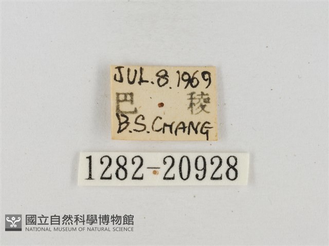 昏列弄蝶藏品圖，第3張