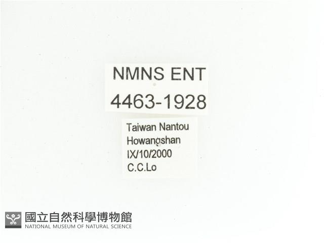 艷金龜藏品圖，第2張