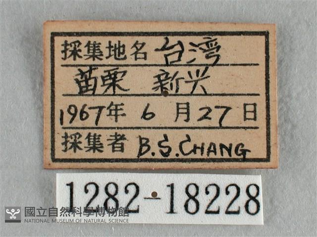 異色尖粉蝶藏品圖，第3張