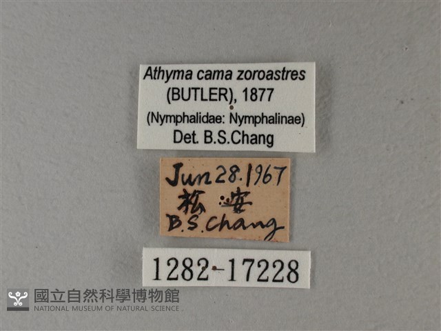 雙色帶蛺蝶藏品圖，第3張