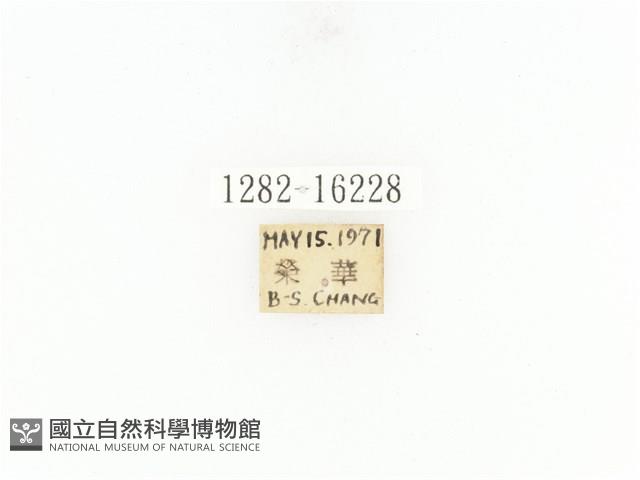 臺灣角金龜藏品圖，第2張