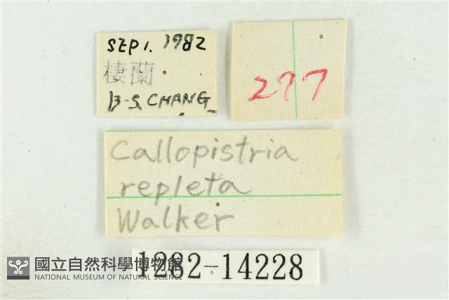 紅暈散紋夜蛾藏品圖，第3張