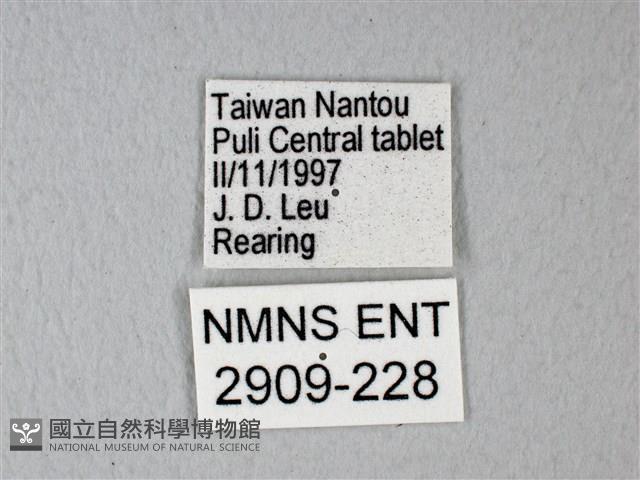 緣點白粉蝶藏品圖，第3張