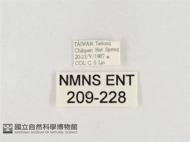 榕透翅毒蛾藏品圖，第3張